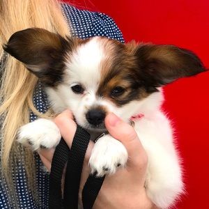 Meet your Posher, Cozette